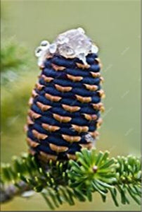 100 pcs Korean Fir Abies Koreana Bonsai Flower Bonsai Plant DIY Home Garden Rare Purple Tree Bonsai For Home Garden Planting