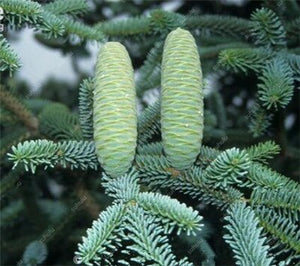 100 pcs Korean Fir Abies Koreana Bonsai Flower Bonsai Plant DIY Home Garden Rare Purple Tree Bonsai For Home Garden Planting