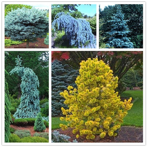 100 Pcs Tree Bonsai Rare Evergreen Colorado Blue Spruce Bonsai Picea Pungens Glauca Good For Growing In Pots Flower Pot Planters