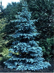 100 Pcs Tree Bonsai Rare Evergreen Colorado Blue Spruce Bonsai Picea Pungens Glauca Good For Growing In Pots Flower Pot Planters