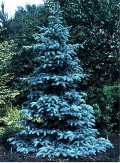 100 Pcs Tree Bonsai Rare Evergreen Colorado Blue Spruce Bonsai Picea Pungens Glauca Good For Growing In Pots Flower Pot Planters