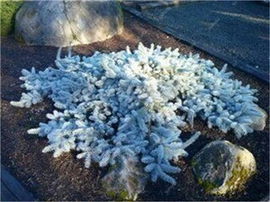 100 Pcs Tree Bonsai Rare Evergreen Colorado Blue Spruce Bonsai Picea Pungens Glauca Good For Growing In Pots Flower Pot Planters