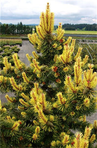 100 Pcs Tree Bonsai Rare Evergreen Colorado Blue Spruce Bonsai Picea Pungens Glauca Good For Growing In Pots Flower Pot Planters