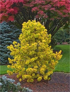 100 Pcs Tree Bonsai Rare Evergreen Colorado Blue Spruce Bonsai Picea Pungens Glauca Good For Growing In Pots Flower Pot Planters