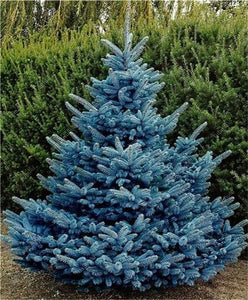 100 Pcs Tree Bonsai Rare Evergreen Colorado Blue Spruce Bonsai Picea Pungens Glauca Good For Growing In Pots Flower Pot Planters