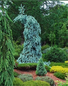 100 Pcs Tree Bonsai Rare Evergreen Colorado Blue Spruce Bonsai Picea Pungens Glauca Good For Growing In Pots Flower Pot Planters