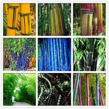 Load image into Gallery viewer, 100Pc Bamboo Bonsai Rare Giant Black Moso Bamboo Bambu Professional Pack Bambusa Lako Tree Bonsai For Home Garden Purify The Air