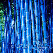 Load image into Gallery viewer, 100Pc Bamboo Bonsai Rare Giant Black Moso Bamboo Bambu Professional Pack Bambusa Lako Tree Bonsai For Home Garden Purify The Air