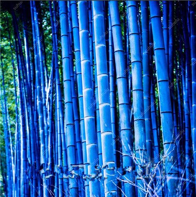 100Pc Bamboo Bonsai Rare Giant Black Moso Bamboo Bambu Professional Pack Bambusa Lako Tree Bonsai For Home Garden Purify The Air