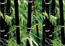 Load image into Gallery viewer, 100Pc Bamboo Bonsai Rare Giant Black Moso Bamboo Bambu Professional Pack Bambusa Lako Tree Bonsai For Home Garden Purify The Air