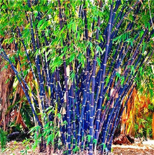 Load image into Gallery viewer, 100Pc Bamboo Bonsai Rare Giant Black Moso Bamboo Bambu Professional Pack Bambusa Lako Tree Bonsai For Home Garden Purify The Air