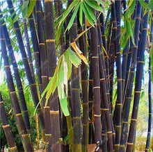 Load image into Gallery viewer, 100Pc Bamboo Bonsai Rare Giant Black Moso Bamboo Bambu Professional Pack Bambusa Lako Tree Bonsai For Home Garden Purify The Air