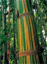 Load image into Gallery viewer, 100Pc Bamboo Bonsai Rare Giant Black Moso Bamboo Bambu Professional Pack Bambusa Lako Tree Bonsai For Home Garden Purify The Air