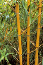 Load image into Gallery viewer, 100Pc Bamboo Bonsai Rare Giant Black Moso Bamboo Bambu Professional Pack Bambusa Lako Tree Bonsai For Home Garden Purify The Air