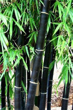 Load image into Gallery viewer, 100Pc Bamboo Bonsai Rare Giant Black Moso Bamboo Bambu Professional Pack Bambusa Lako Tree Bonsai For Home Garden Purify The Air