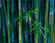 Load image into Gallery viewer, 100Pc Bamboo Bonsai Rare Giant Black Moso Bamboo Bambu Professional Pack Bambusa Lako Tree Bonsai For Home Garden Purify The Air