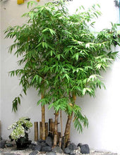 Load image into Gallery viewer, 100Pc Bamboo Bonsai Rare Giant Black Moso Bamboo Bambu Professional Pack Bambusa Lako Tree Bonsai For Home Garden Purify The Air