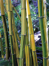 Load image into Gallery viewer, 100Pc Bamboo Bonsai Rare Giant Black Moso Bamboo Bambu Professional Pack Bambusa Lako Tree Bonsai For Home Garden Purify The Air