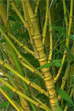 Load image into Gallery viewer, 100Pc Bamboo Bonsai Rare Giant Black Moso Bamboo Bambu Professional Pack Bambusa Lako Tree Bonsai For Home Garden Purify The Air