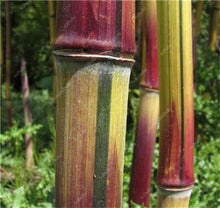 Load image into Gallery viewer, 100Pc Bamboo Bonsai Rare Giant Black Moso Bamboo Bambu Professional Pack Bambusa Lako Tree Bonsai For Home Garden Purify The Air