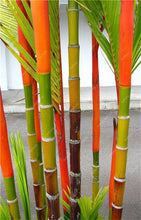 Load image into Gallery viewer, 100Pc Bamboo Bonsai Rare Giant Black Moso Bamboo Bambu Professional Pack Bambusa Lako Tree Bonsai For Home Garden Purify The Air