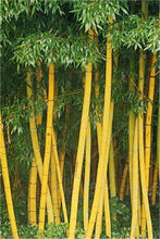 Load image into Gallery viewer, 100Pc Bamboo Bonsai Rare Giant Black Moso Bamboo Bambu Professional Pack Bambusa Lako Tree Bonsai For Home Garden Purify The Air