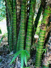 Load image into Gallery viewer, 100Pc Bamboo Bonsai Rare Giant Black Moso Bamboo Bambu Professional Pack Bambusa Lako Tree Bonsai For Home Garden Purify The Air